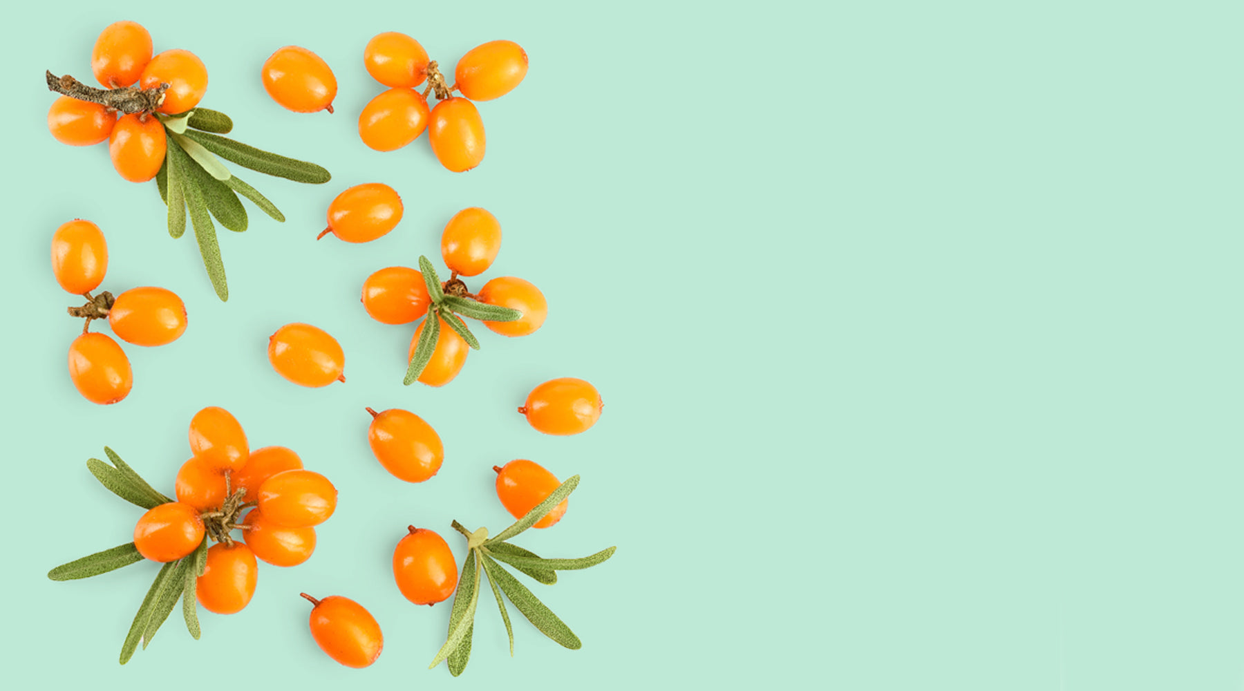 Ingredient In Focus Sea Buckthorn For Skin