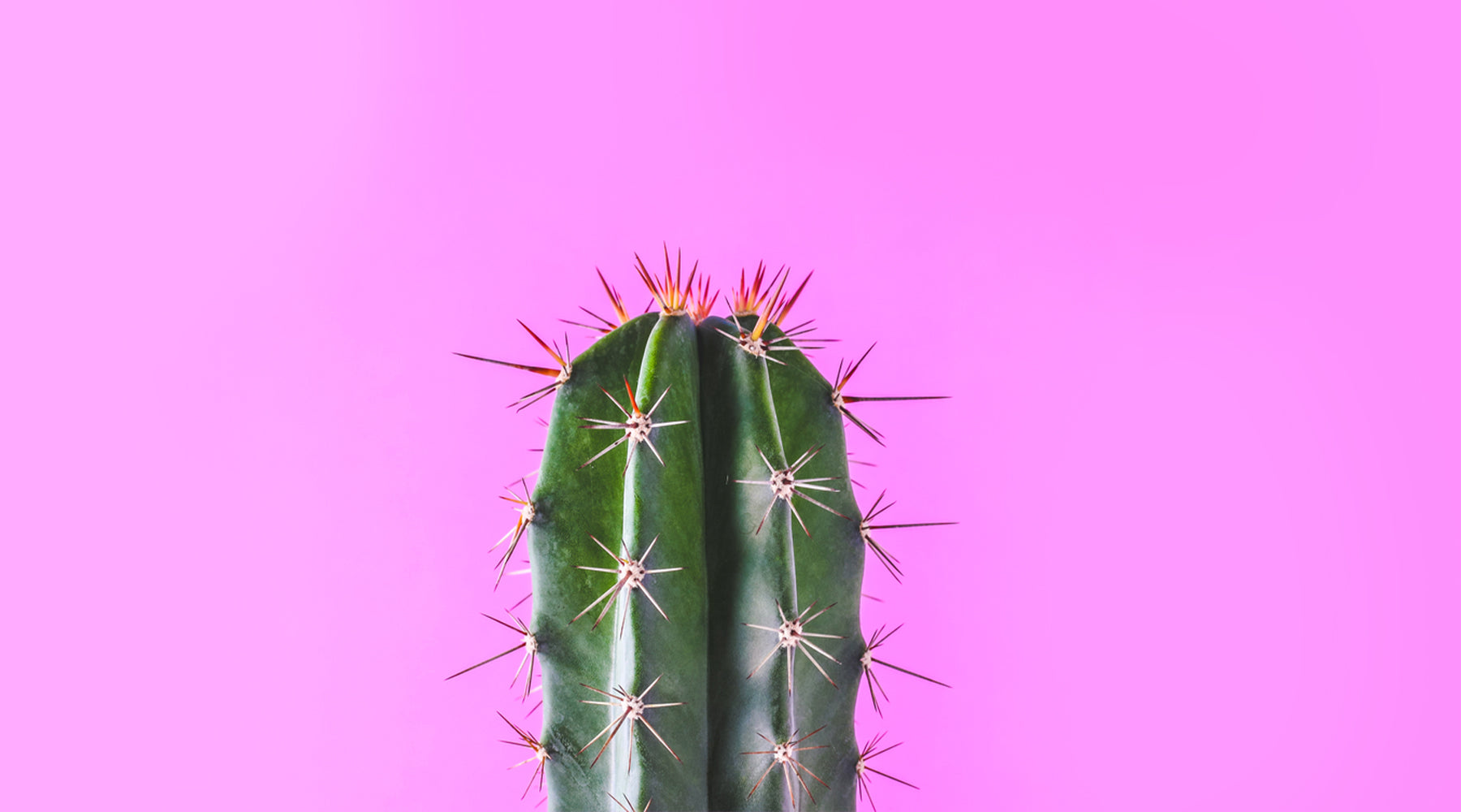 The Not So Prickly Skincare Benefits Of Cactus Water