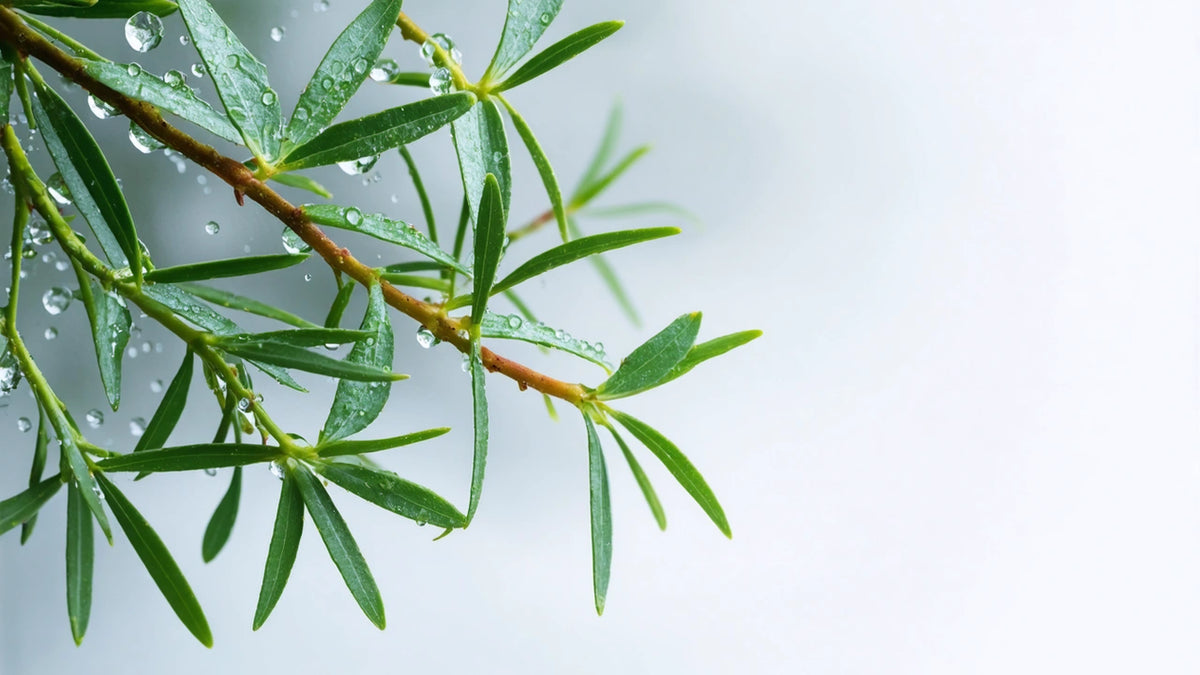 एंटी डैंड्रफ शैम्पू - Hindi - Quench Botanics